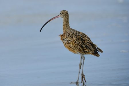 Long Billed Curlew