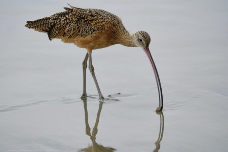 Long Billed Curlew