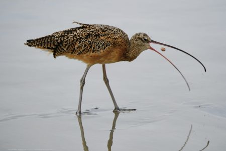 Long Billed Curlew