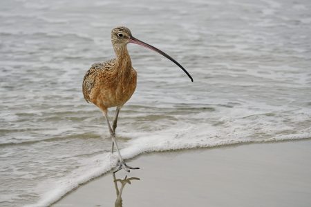 Long Billed Curlew