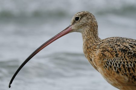 Long Billed Curlew