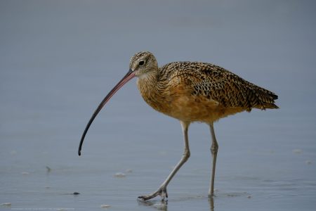 Long Billed Curlew