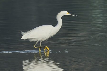 Great Egret JW-112-Hodges-DSCF3271_ISO1250_600-mm_f8_1-2000-s_25-09-23