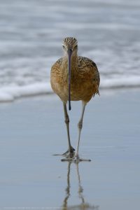Long Billed Curlew