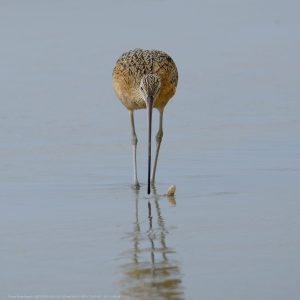 Long Billed Curlew