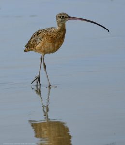 Long Billed Curlew