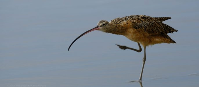Long Billed Curlew