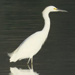 Snowy Egret JW-112-Hodges-DSCF3413_ISO1000_600-mm_f8_1-2000-s_25-09-23