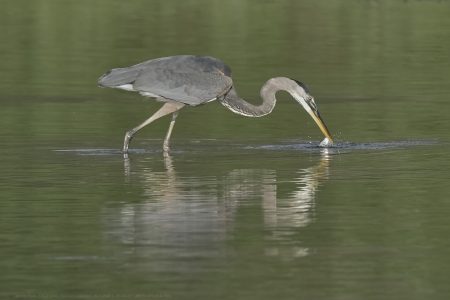 Great Blue Heron JW-112-Hodges-DSCF4602_ISO1250_600-mm_f8_1-2000-s_25-09-23