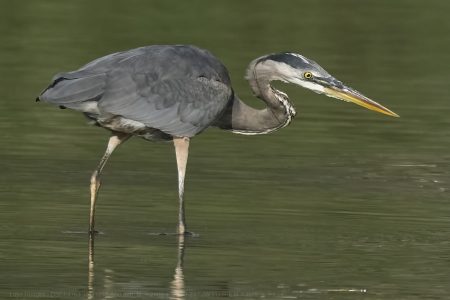 Great Blue Heron JW-112-Hodges-DSCF4763_ISO1250_600-mm_f8_1-2000-s_25-09-23
