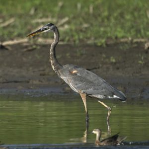 Great Blue Heron JW-112-Hodges-DSCF5453_ISO640_600-mm_f8_1-2000-s_25-09-23