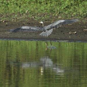 Great Blue Heron JW-112-Hodges-DSCF5532_ISO640_539-mm_f8_1-2000-s_25-09-23