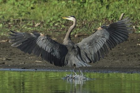 Great Blue Heron JW-112-Hodges-DSCF5541_ISO640_600-mm_f8_1-2000-s_25-09-23