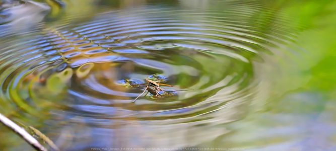 Felicita water striders_1.mp4 Felicita water striders_1