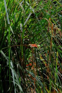 Felicita Dragonfly Pond