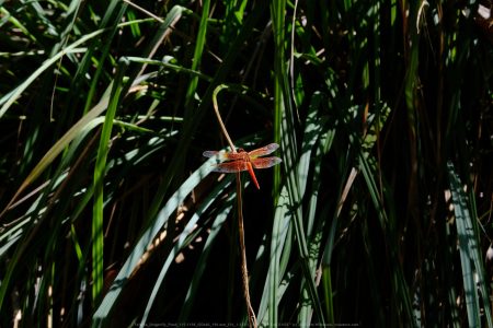 Felicita Dragonfly Pond