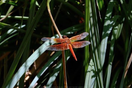 Felicita Dragonfly Pond