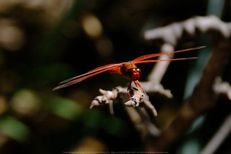 Felicita Dragonfly Pond