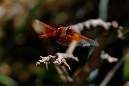 Felicita Dragonfly Pond