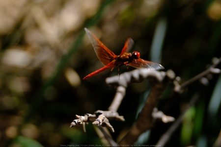 Felicita Dragonfly Pond