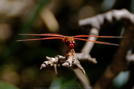 Felicita Dragonfly Pond