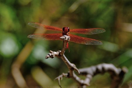 Felicita Dragonfly Pond
