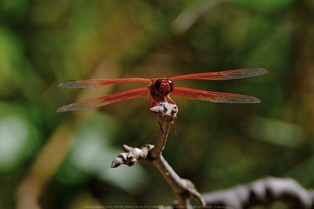 Felicita Dragonfly Pond