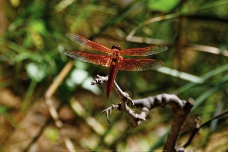 Felicita Dragonfly Pond