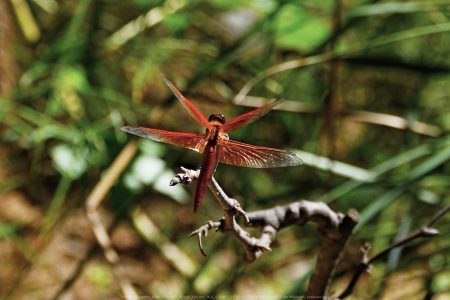 Felicita Dragonfly Pond