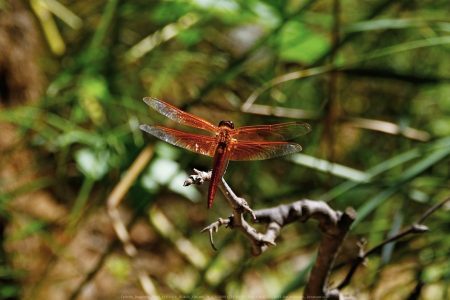 Felicita Dragonfly Pond