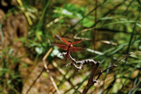 Felicita Dragonfly Pond