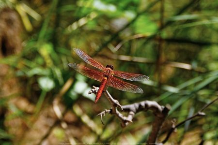 Felicita Dragonfly Pond