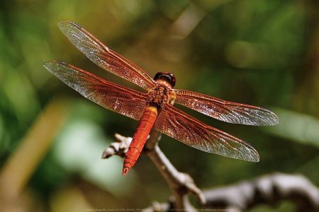 Felicita Dragonfly Pond