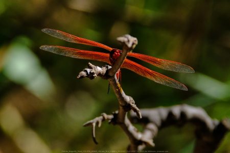 Felicita Dragonfly Pond