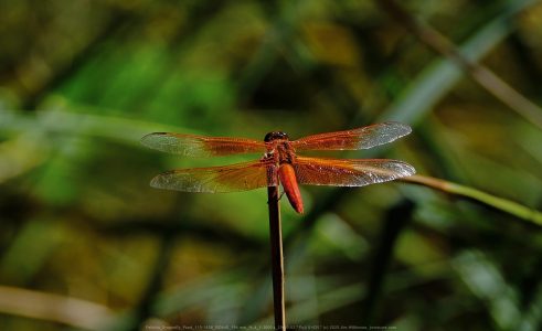 Felicita Dragonfly Pond