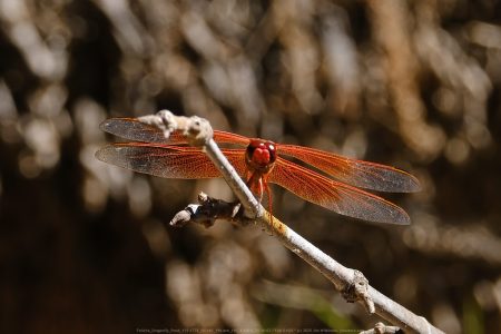 Felicita Dragonfly Pond