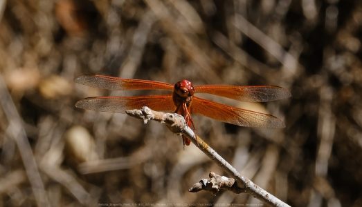 Felicita Dragonfly Pond