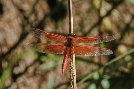 Felicita Dragonfly Pond