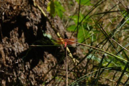 Felicita Dragonfly Pond