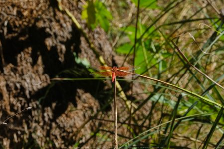 Felicita Dragonfly Pond