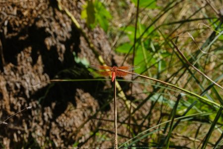 Felicita Dragonfly Pond