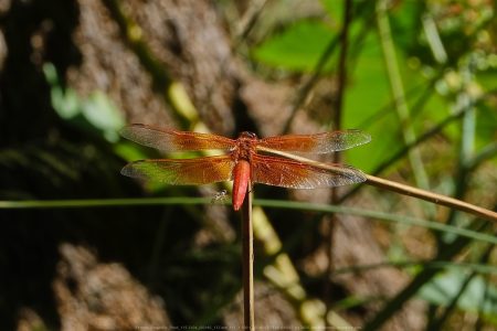 Felicita Dragonfly Pond