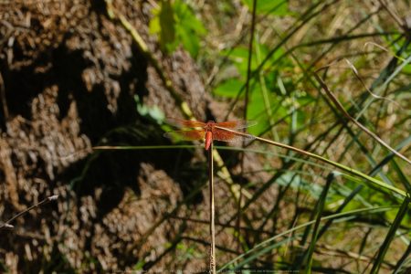 Felicita Dragonfly Pond