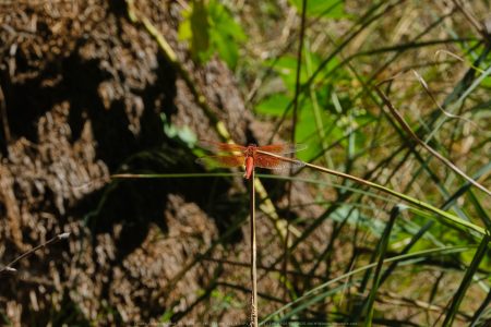 Felicita Dragonfly Pond