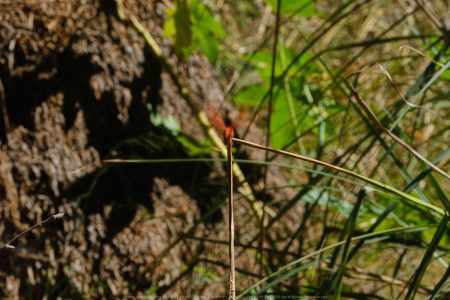 Felicita Dragonfly Pond
