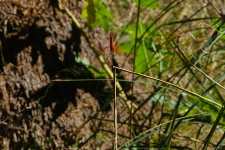 Felicita Dragonfly Pond