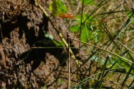 Felicita Dragonfly Pond