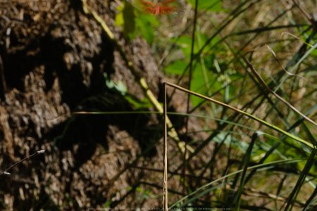 Felicita Dragonfly Pond