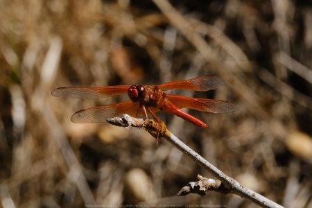 Felicita Dragonfly Pond