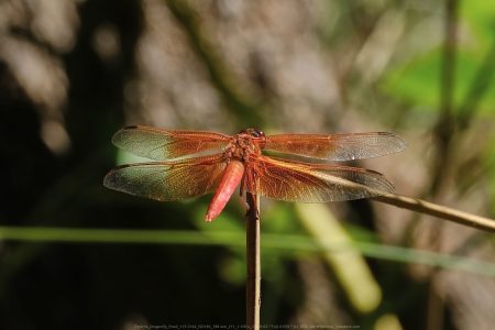 Felicita Dragonfly Pond